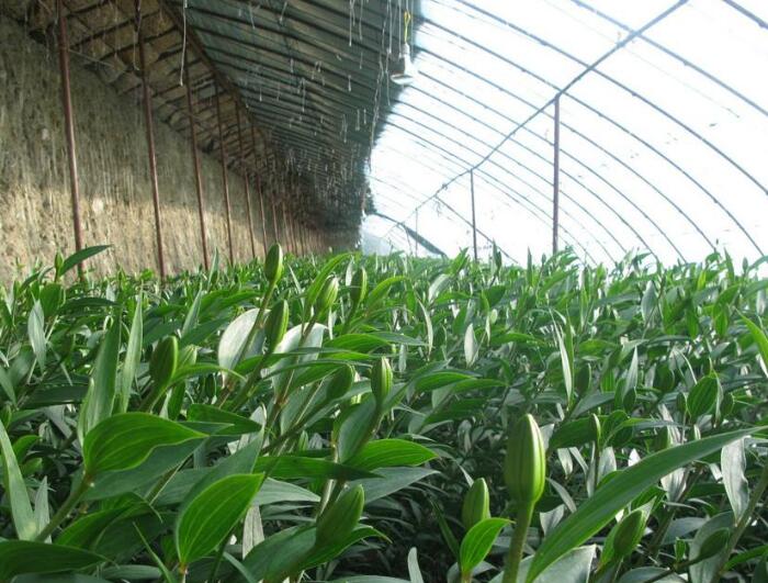 大棚無(wú)紡布的使用